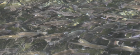 Dorset set to make a splash 