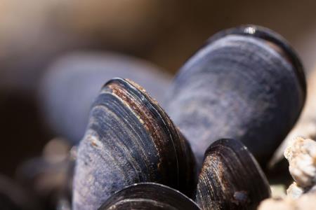 High Potential Opportunity for Dorset’s Sustainable Aquaculture