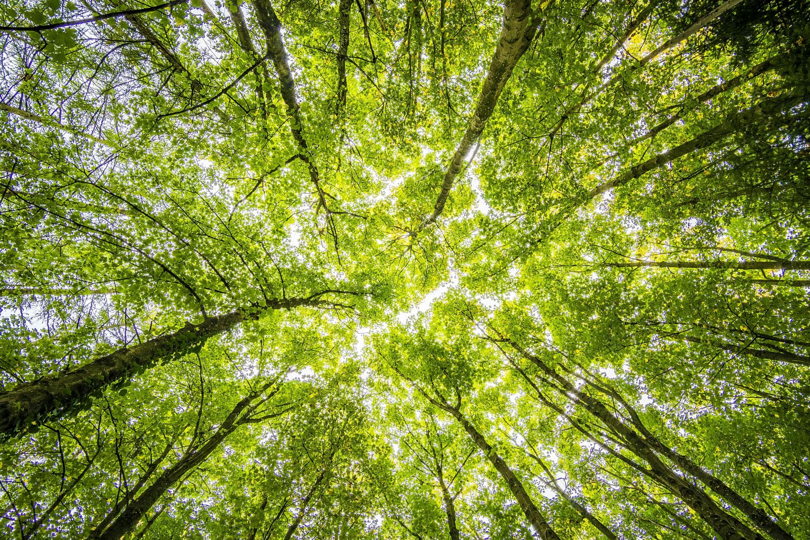 Image of looking up to the sky through trees 