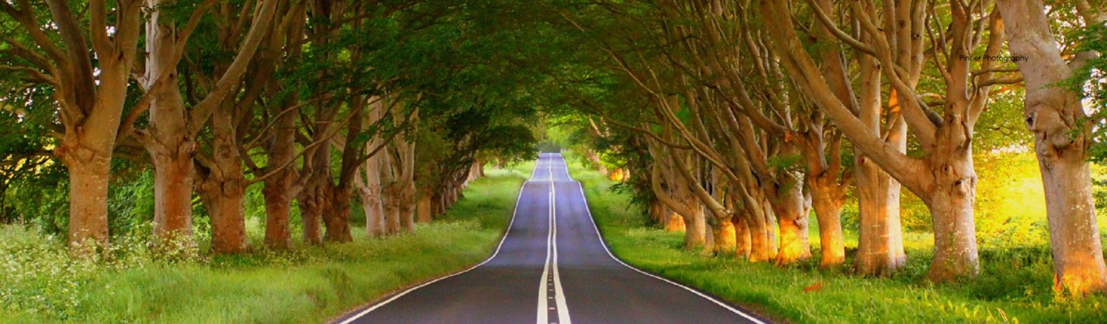 Avenue of tress along a road 