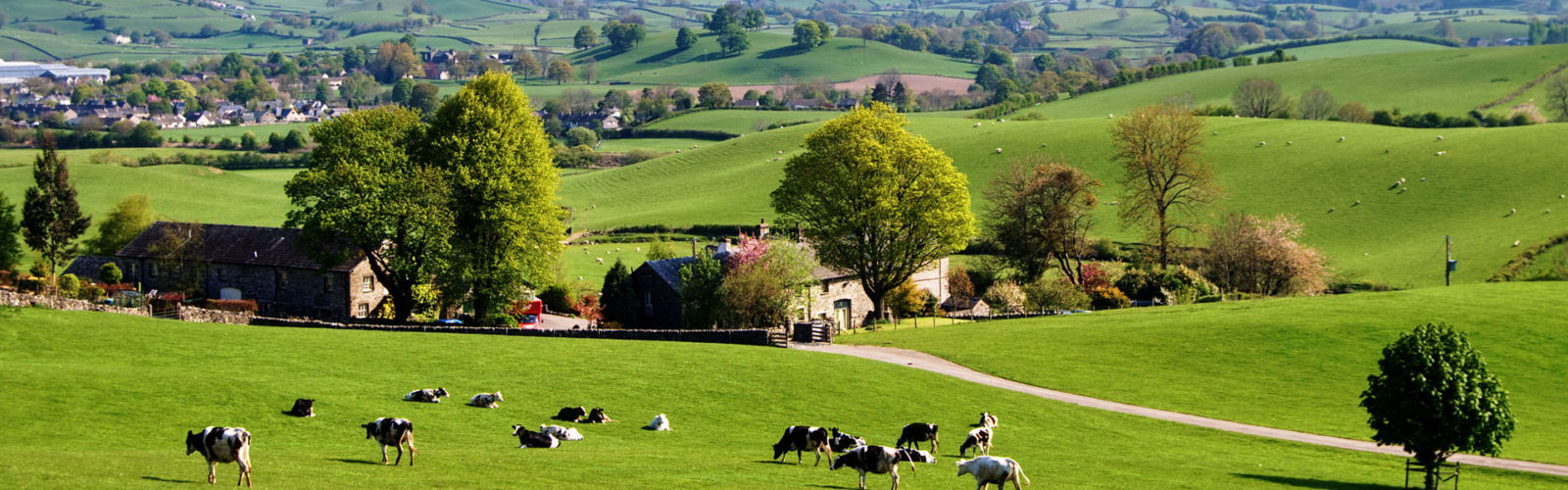 Rural landscape with a herd of cows grazing and rolling hills in the background
