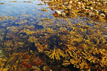 Close up picture of seaweed growing